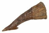 Fossil Sawfish (Onchopristis) Rostral Barb - Morocco #219885-1